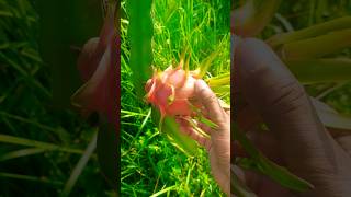 White Dragon Fruit gardening agriculture tropicalfruit dragonfruit farming shorts viral [upl. by Conover]