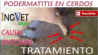 Pododermatitis en Cerdos Causas Signos Tratamiento [upl. by Aralk]