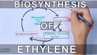 Biosynthesis of Ethylene [upl. by Saeger]