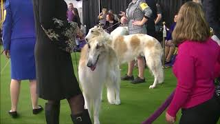 Borzoi Westminster dog show 2019 [upl. by Uba]