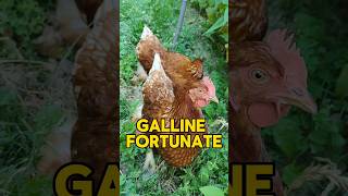 Galline dalle uova doro [upl. by Casteel]