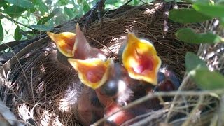 Blackbird nesting  from building the nest to leaving the nest [upl. by Winnifred]