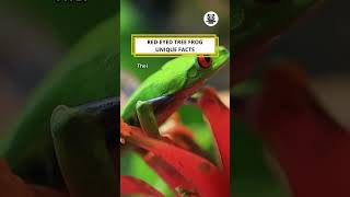 Red Eyed Tree Frog Unique Facts shorts funny interestingfacts [upl. by Corrina158]