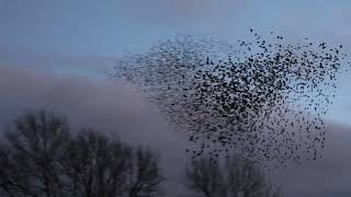 Starling Murmuration in the village of Ludgershall Buckinghamshire [upl. by Notxam]