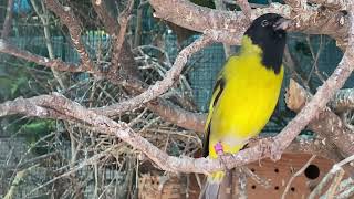 Yellow Siskin Singing [upl. by Errehs]