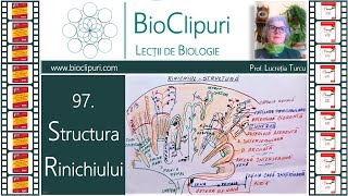 97 Structura rinichiului Barrons amp Corint [upl. by Lupita39]