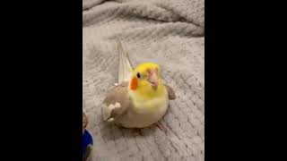 Beatboxing cockatiel 😅 [upl. by Rothschild]