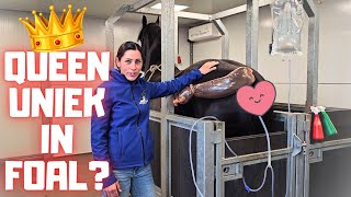 Is Queen👑Uniek in foal Were trying to do ET with her  Friesian Horses [upl. by Lukas]