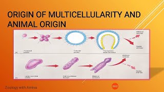 Origin of multicellularity and animal origin  Lecture 1  Chapter 18 [upl. by Yunfei]