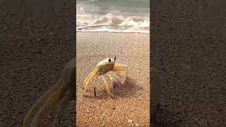 CRABBY crabby crabs funnyanimals lookatme ocean [upl. by Pattison]