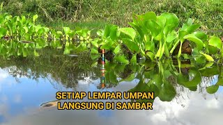 inilah Surga Tersembunyi di Balik Eceng Gondok tempat berkumpulnya ikan besar [upl. by Lahey917]