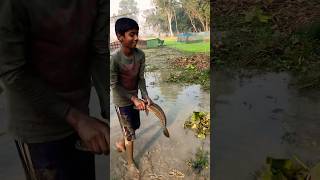 Amazing Mudfish  Shol mach Catch by a village boy fishing fishingdaily fishinglife shorts [upl. by Ocsirf]