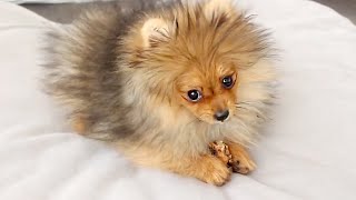 1 HOUR OF POMERANIANS PLAYING  POMERANIAN PUPPY COMPILATION VIDEO [upl. by Housen271]