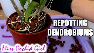 Repotting outdoor Dendrobium Orchids  Cutting old canes [upl. by Salisbury]