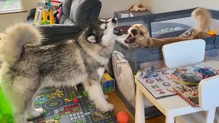 Husky Reacts To Golden Retriever Trapped In Playpen Puppy Prison [upl. by Axela]