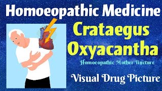 CRATAEGUS OXYACANTHA Homoeopathic Medicine Explained  Homoeopathic Heart Tonic  BHMS Students [upl. by Bradney591]