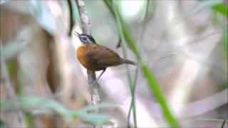 Blackcapped Babbler [upl. by Ativahs303]