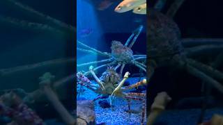 Up close with the Japanese Spider Crab 🦀✨🇯🇵 explore travel wildlife crab japan aquarium [upl. by Gass]