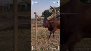 ⭕ANKOLE WATUSI CATTLE ✅ Biggest Bulls And Cow cows bulls ankole [upl. by Darlene26]