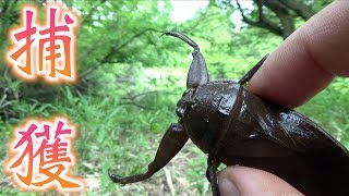 タガメの生息地で有名なだけあって、マジでいた！！【Lethocerus deyrollei】 [upl. by Sucramej239]