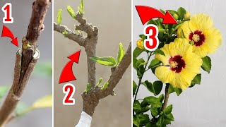 How To GRAFT Hibiscus Plant STEPbySTEP With RESULT [upl. by Sirovaj898]