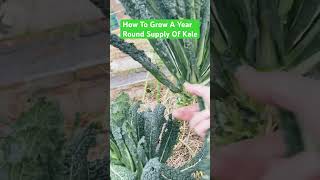 How To Grow A Year Round Supply Of Kale Kale Cavolo Nero howto shorts gardening allotment [upl. by Ahseital]