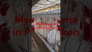 crdvideo Breeder chicken Mycoplasma abnormal Respiratory sound chickenbreeding [upl. by Spooner]