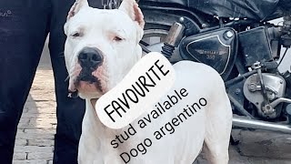 dogo argentino puppy available9897654277 viralvideo viral utubeshorts trending [upl. by Erait]