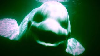 9 Strange Sounds Recorded in the Ocean [upl. by Hannie]