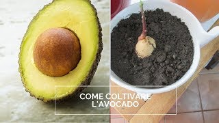 COME COLTIVARE LAVOCADO [upl. by Irec422]