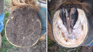 Horse Hoof RESTORATION  Satisfying  HORSE HOOF TRIMMING [upl. by Ssilb824]