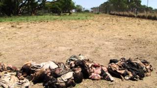 Feeding lions the ALERT program at Antelope Park Lodge Zimbabwe [upl. by Beora]