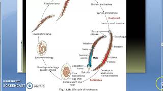 Parasitology 200 b Hookwormancylostoma duodenalelife cycleeggadultrhabdiformfilariform larva [upl. by Ellertnom85]