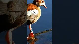 Egyptian goose call Egyptian geese calling part3 [upl. by Jonny210]