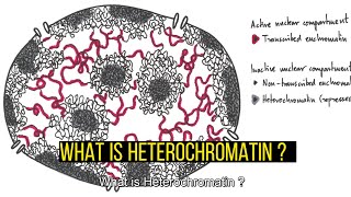 Heterochromatin TypesDifferences Constitutive and Facultative Heterochromatin [upl. by Aubin]