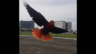 Eclectus parrot free flight [upl. by Yekcim]