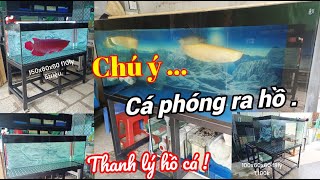 Hồi hộp cá phóng ra hồ  lên vài bộ hồ giá cùi bắp [upl. by Ahsap]