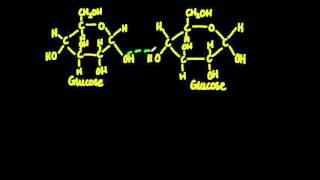 23 Monosaccharide monomers are linked together by condensation reactions [upl. by Yancy]