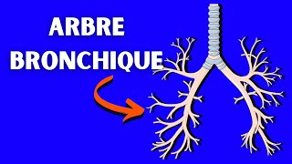 Anatomie de larbre bronchique [upl. by Dorian]