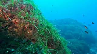 caulerpa racemosa sugli scogli profondi [upl. by Yarak]