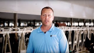 Success story  Carlson dairy  GEA CowScout powered by Nedap EN [upl. by Ahearn]