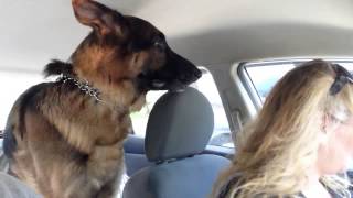 German Shepherd suddenly realizes he is at the vet [upl. by Andromada]