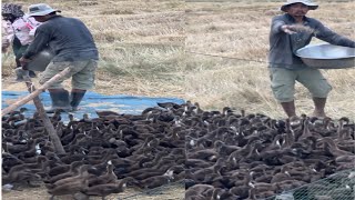 Amazing Natural Duck Farm  process of raising natural ducks free range duckhomesteadbusiness [upl. by Alyssa442]