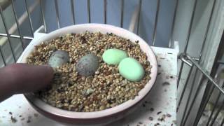 The first canary eggs have hatch [upl. by Anek877]