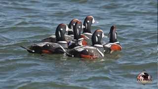 Harlequin Duck Old Squaw Long Tailed Ducks [upl. by Bilbe]