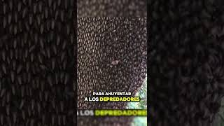 😱Las Abejas Melíferas gigantes del Himalaya😱 [upl. by Gniliem974]