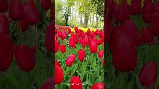 Beautiful tulips garden s39 [upl. by Notluf]