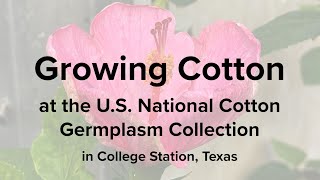 Growing Cotton at the US National Cotton Germplasm Collection [upl. by Mirabella]