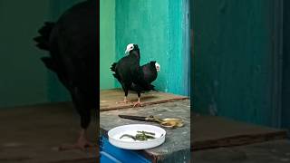 Mukhi pigeon nice quality trending shorts viralvideo [upl. by Constantia]