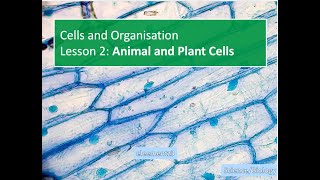 Biology Cells and Organisation Animal And Plant Cells Grade 68 [upl. by Aissat]